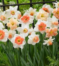 The Ravishing All-Pink Narcissus Mixture