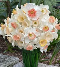 タレントカード narcissus Narcissus Flower Everyday Greeting Card – ByCarolineAnn