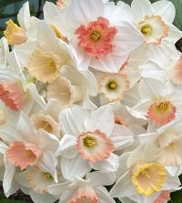 The Ravishing All-Pink Narcissus Mixture