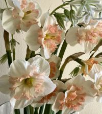 Narcissus Pink Wonder