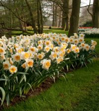 Narcissus Soestdijk | John Scheepers Beauty from Bulbs
