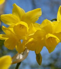 Collection K: Late Flowering Fragrant Narcissi