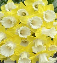 Narcissus Teal | Van Engelen Wholesale Flower Bulbs