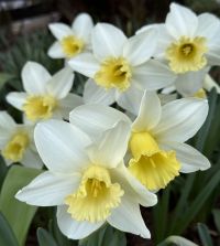 Narcissusシフォン迷彩ビスチェ Narcissus Narcissus Large Cupped Pink Charm from Netherland Bulb