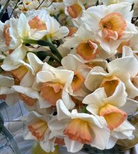 Narcissus Yazz | Van Engelen Wholesale Flower Bulbs