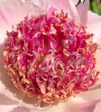 Do Tell Peony | Van Engelen Wholesale Flower Bulbs