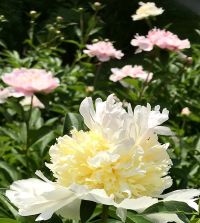 Peony Top Brass | Van Engelen Wholesale Flower Bulbs