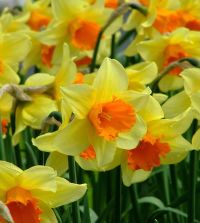 The Narcissus Southland Grand Mixture