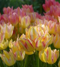 Tulip Antoinette | Van Engelen Wholesale Flower Bulbs