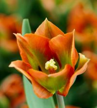 Tulip Artist