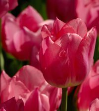 未使用級】スワロフスキー Flower Dream Rose Tulips 未当てはめる級