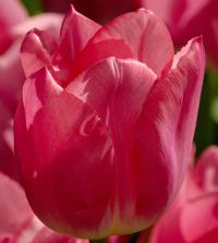 Tulip Christmas Dream | Van Engelen Wholesale Flower Bubs