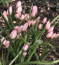 Tulipa cretica Hilde | Van Engelen Wholesale Flower Bulbs