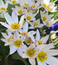 Tulipa cretica Hilde | Van Engelen Wholesale Flower Bulbs