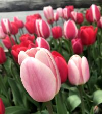 tulip様　ミンクファー　✳️350個 The Delightful Tulip Mixture | Van Engelen Wholesale Flower Bulbs