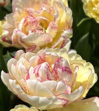 Tulip Double Shake | Van Engelen Wholesale Flower Bulbs