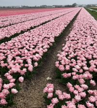 Tulip Dreamer | Van Engelen Wholesale Flower Bulbs