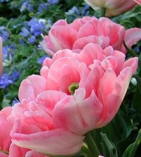 Tulip Foxtrot | Van Engelen Wholesale Flower Bubs