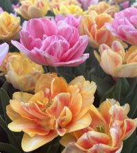 Tulip Foxy Foxtrot | Van Engelen Wholesale Flower Bubs