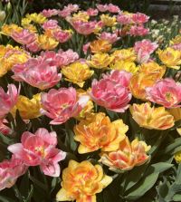 Tulip Foxy Foxtrot | Van Engelen Wholesale Flower Bubs Tulip Foxy Foxtrot | Van Engelen Wholesale Flower Bubs