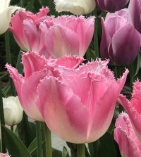 The Fringed Tulip Mixture | Van Engelen Wholesale Flower Bulbs