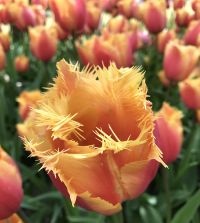 The Fringed Tulip Mixture | Van Engelen Wholesale Flower Bulbs