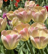 Tulip Canary Melon | Van Engelen Wholesale Flower Bulbs