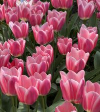 Single Early Tulip Mandy's Choice | Van Engelen Wholesale Flower Bulbs