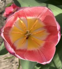 Single Early Tulip Mandy's Choice | Van Engelen Wholesale Flower Bulbs