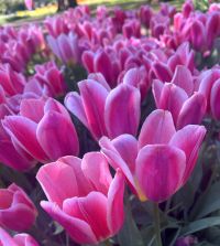 Single Early Tulip Mandy's Choice | Van Engelen Wholesale Flower Bulbs