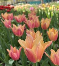 Tulip Marianne | Van Engelen Wholesale Flower Bulbs