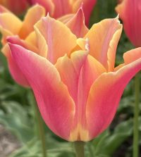 Tulip Marianne | Van Engelen Wholesale Flower Bulbs