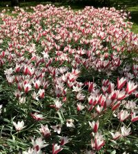 Tulipe Botanique Clusiana Peppermint Stick - Bulbe à Fleurs Blanches Et Rouges