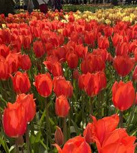 Tulip Temple of Beauty