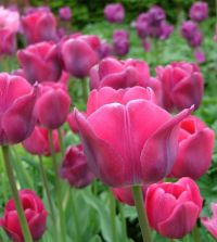 Tulip Topkapi | Van Engelen Wholesale Flower Bubs