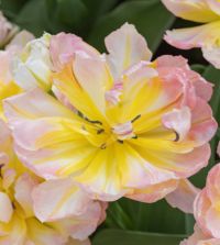 Tulip Password | Van Engelen Wholesale Flower Bulbs