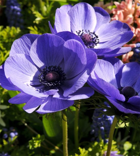 Anemone de Caen Blue Poppy 50 seeds 