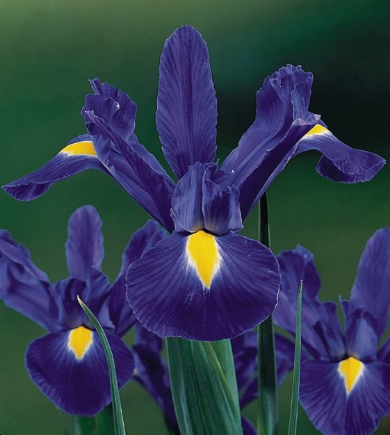 Dutch Iris - Van Zyverden