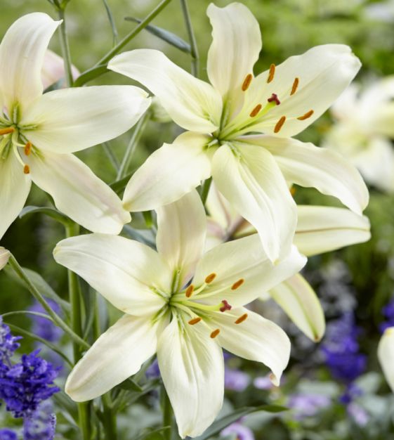 White Lily Flower Images