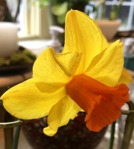 Daffodil, Priors