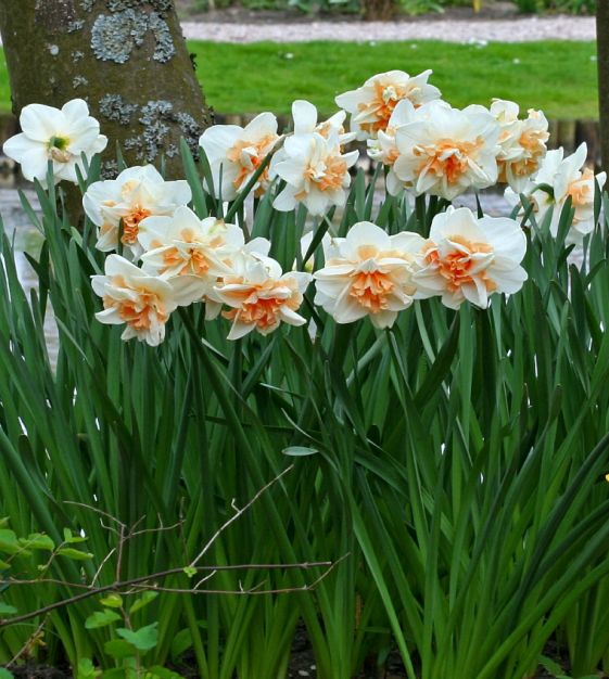 Narcissus Delnashaugh | Van Engelen Wholesale Flower Bulbs