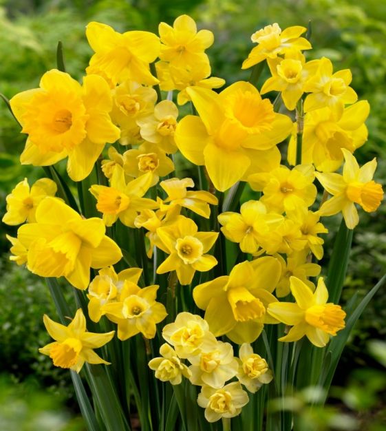 Gigantic Star Large Cupped Daffodil Bulbs, Narcissus