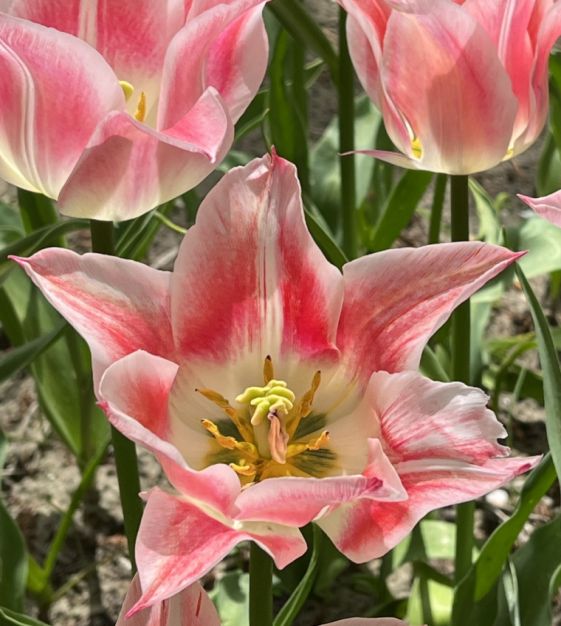 Tulipe Ballade  L'Épicerie du Jardin