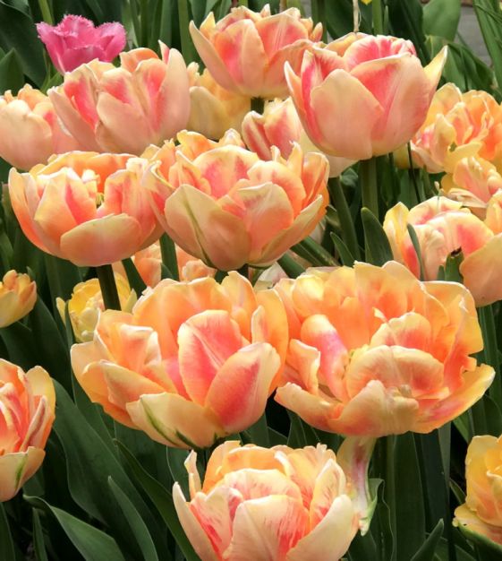 Tulip Foxy Foxtrot | Van Engelen Wholesale Flower Bubs