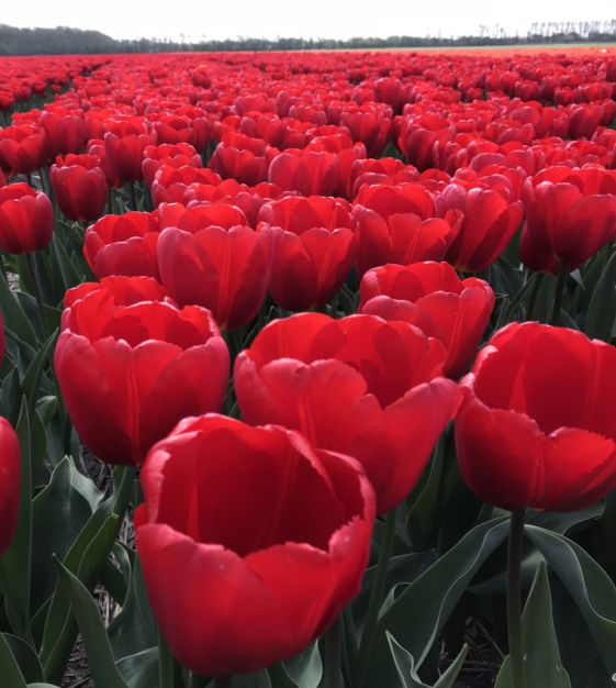 Rodeo Drive Tulip | Van Engelen Wholesale Flower Bulbs