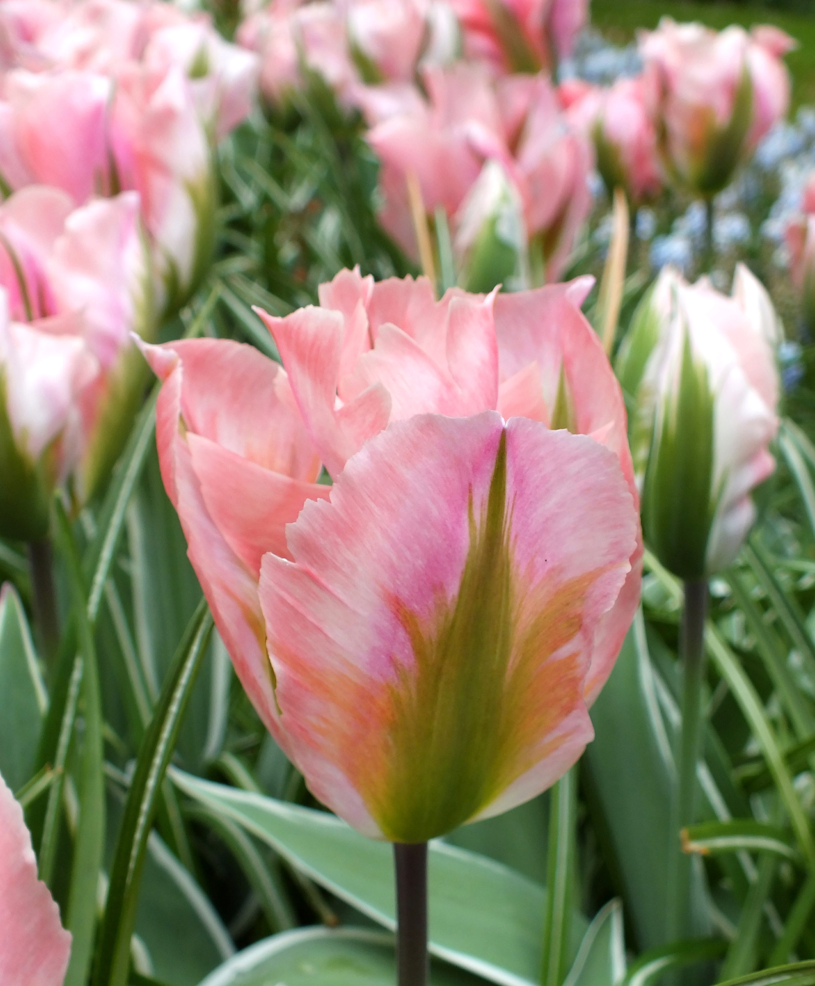 In Focus: Green Tulip China Town