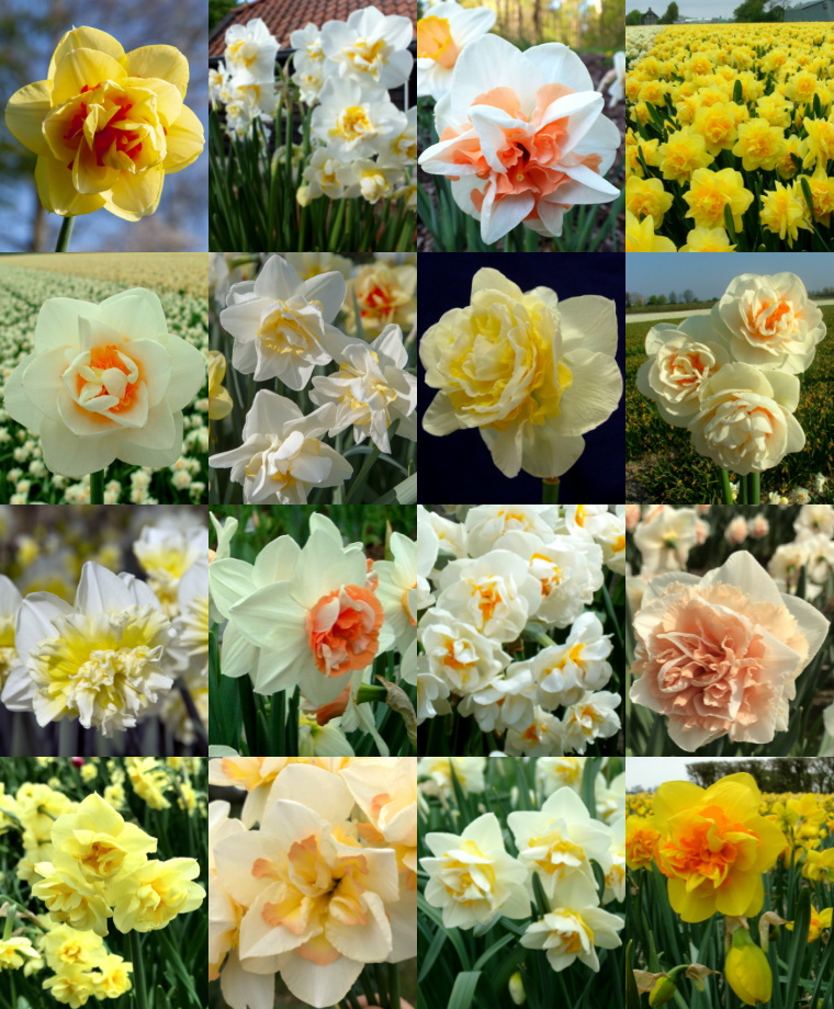 Delectable Double Narcissi