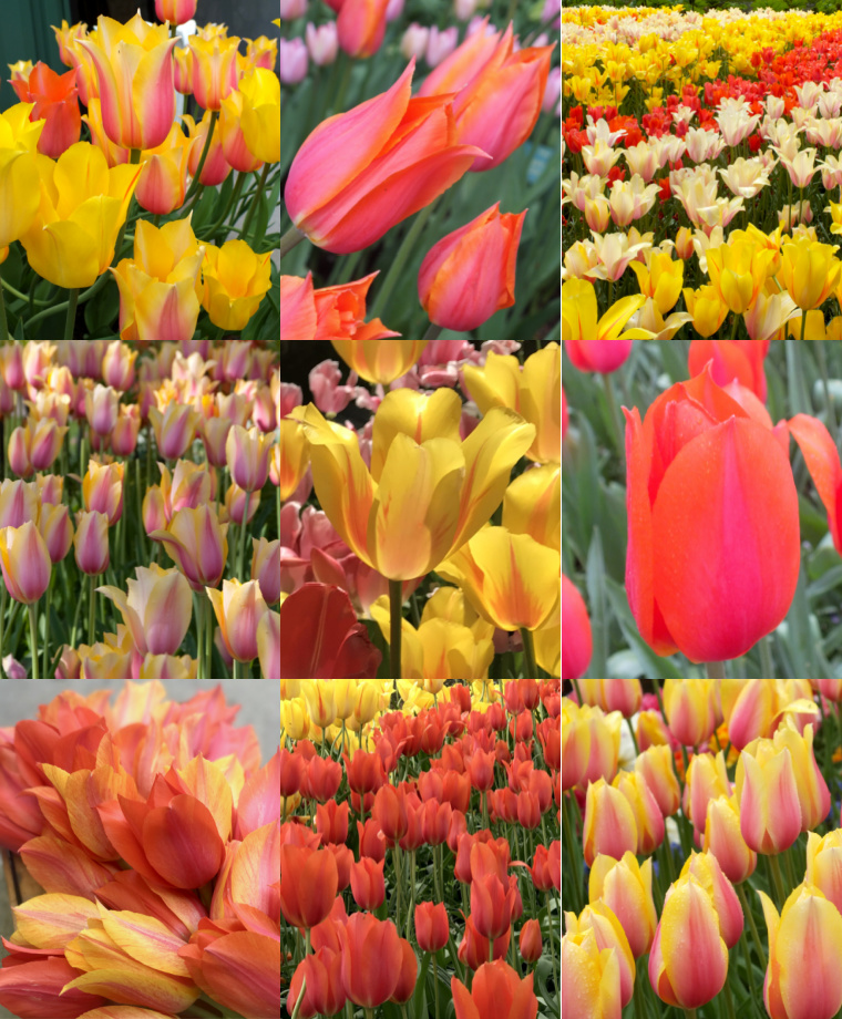 Lefeber Tulips