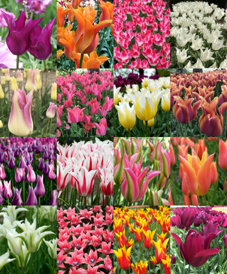 Graceful, Gorgeous Lily Flowering Tulips