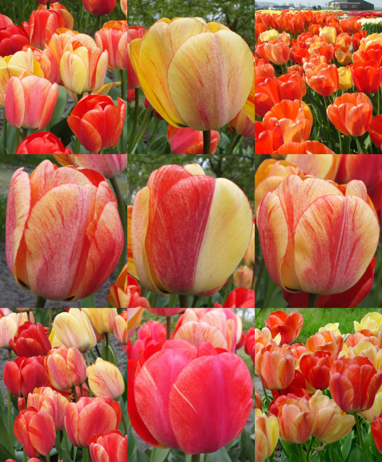 The Many Faces of Gudoshnik